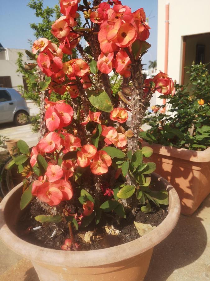 Casa Vacanza Da Samuele سان فيتو لو كابو المظهر الخارجي الصورة